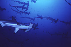 サメ　２.jpg